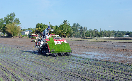 Đồng Bằng Sông Cửu Long: Tăng tốc xuống giống lúa Đông xuân