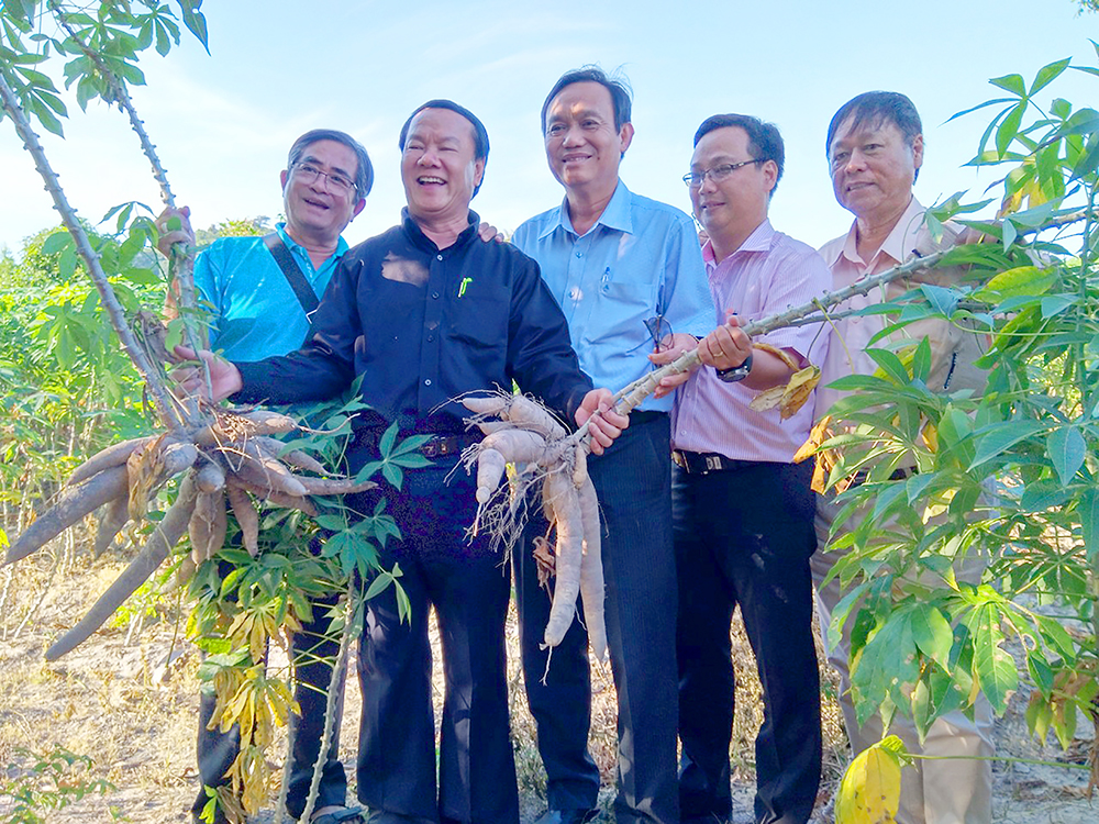“Xấu dây - tốt củ” “Xấu dây - tốt củ”