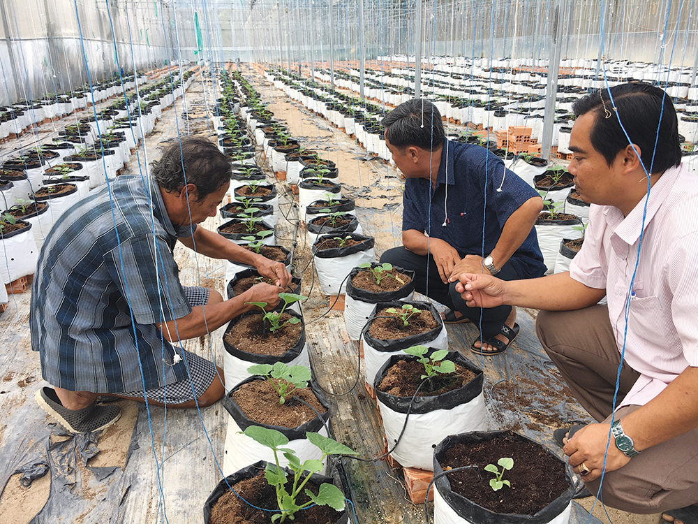 Ứng dụng công nghệ cao trong sản xuất nông nghiệp ở Long Xuyên Ứng dụng công nghệ cao trong sản xuất nông nghiệp ở Long Xuyên