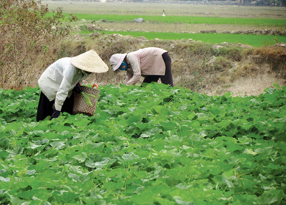 Trồng rau bán Tết