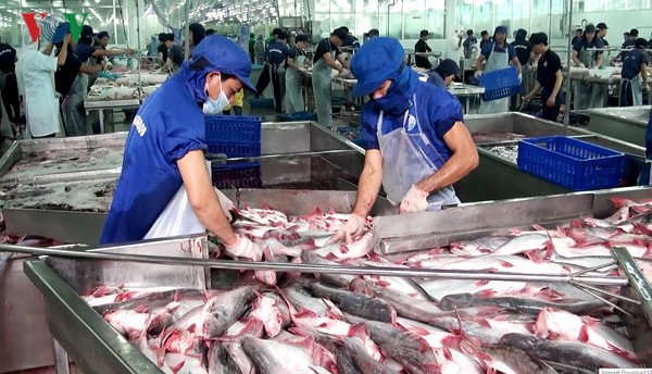 Cá da trơn Việt Nam được hoan nghênh tại thị trường Mỹ