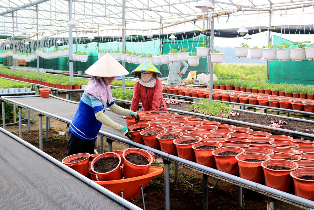 Thăm vườn hoa công nghệ cao