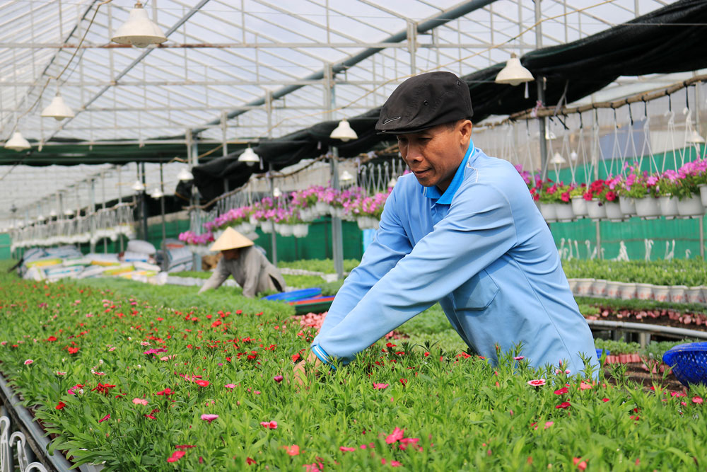 Thăm vườn hoa công nghệ cao