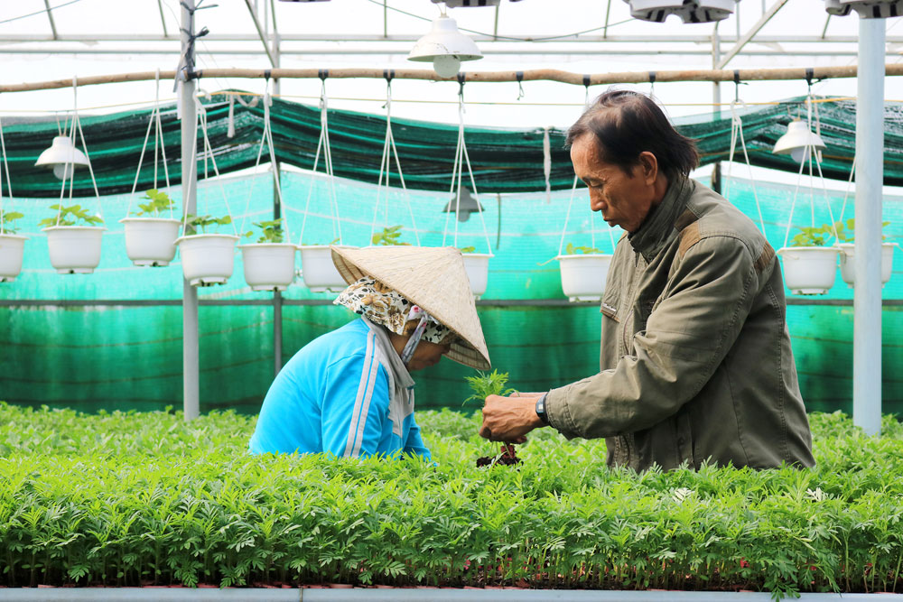 Thăm vườn hoa công nghệ cao