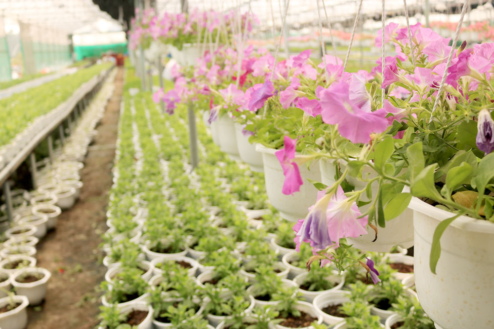 Thăm vườn hoa công nghệ cao