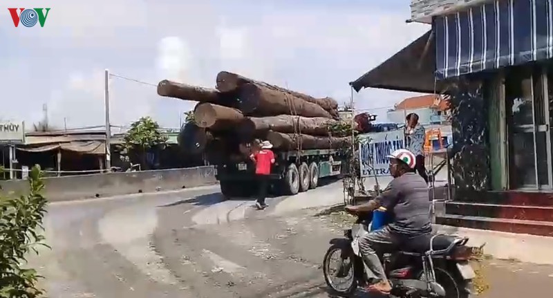 Đoàn xe “vua” chở gỗ lộng hành trên Quốc lộ 1A ở Tiền Giang