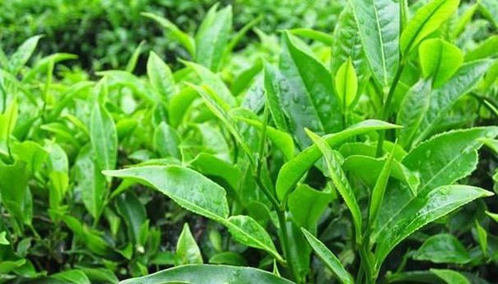 Những loại lá 'rẻ như bèo' nhưng lại là 'thần dược' chữa da nứt nẻ trong mùa đông