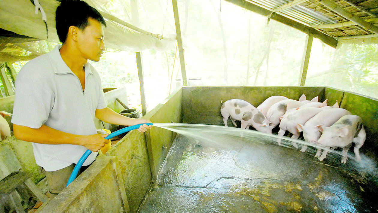 Giá thịt heo tăng kỷ lục
