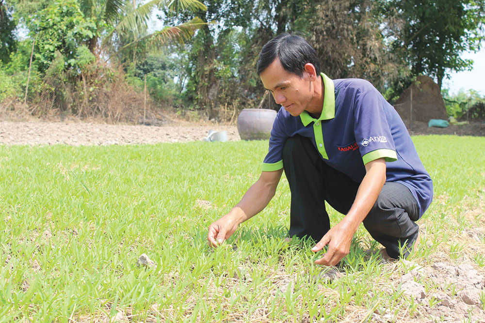 Ứng dụng công nghệ cao trong sản xuất nông sản sạch