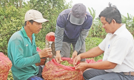 Nâng thu nhập nhờ cơ cấu lại sản xuất