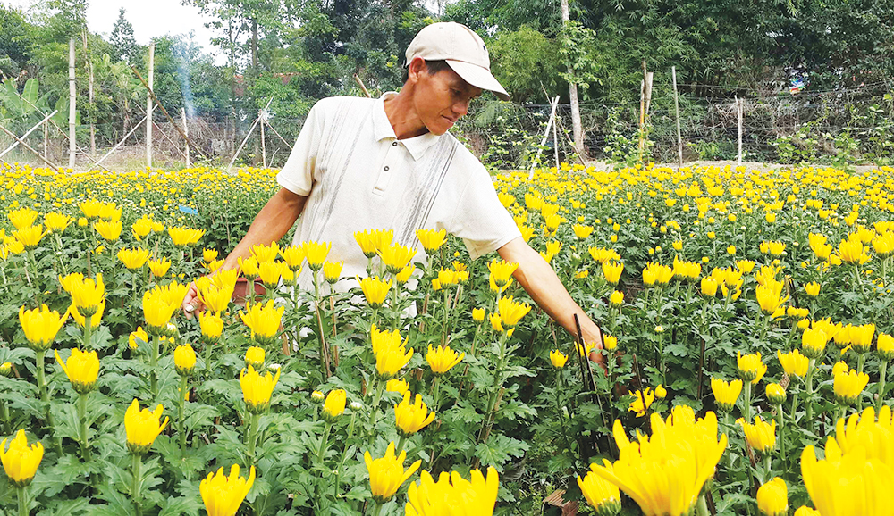 Mùa hoa Tết