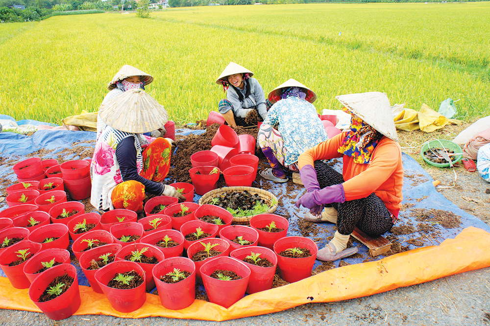 Mùa hoa Tết
