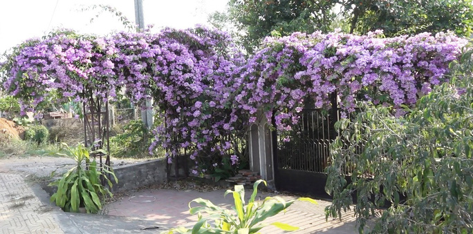 Lạ lùng giàn hoa tỏi đổi màu, "hút hồn" người đi đường ở Sa Đéc