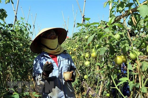 Luật Trồng trọt có hiệu lực, gắn sản xuất với chế biến nông sản