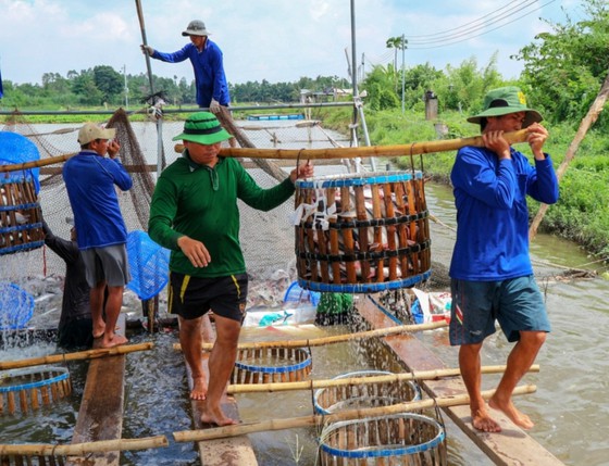 Chi hàng trăm tỷ đồng bù lỗ chênh lệch giá cá cho người nuôi ở ĐBSCL