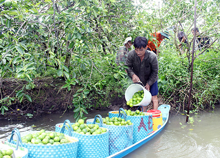 Liên kết đầu ra cho nông sản