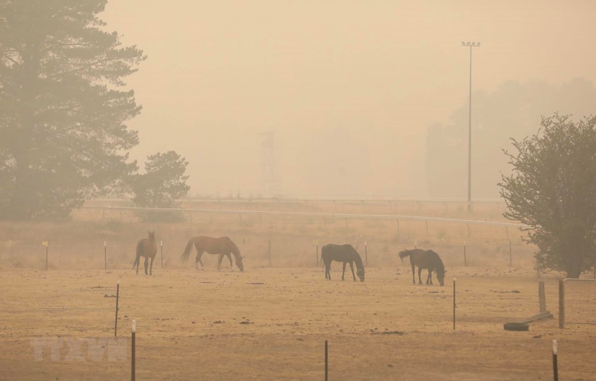 Cháy rừng tại Australia: Ban bố nhiều cảnh báo sơ tán mới