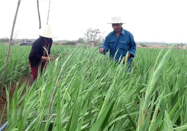 Thị trường hoa tất bật vào mùa phục vụ Tết Nguyên đán