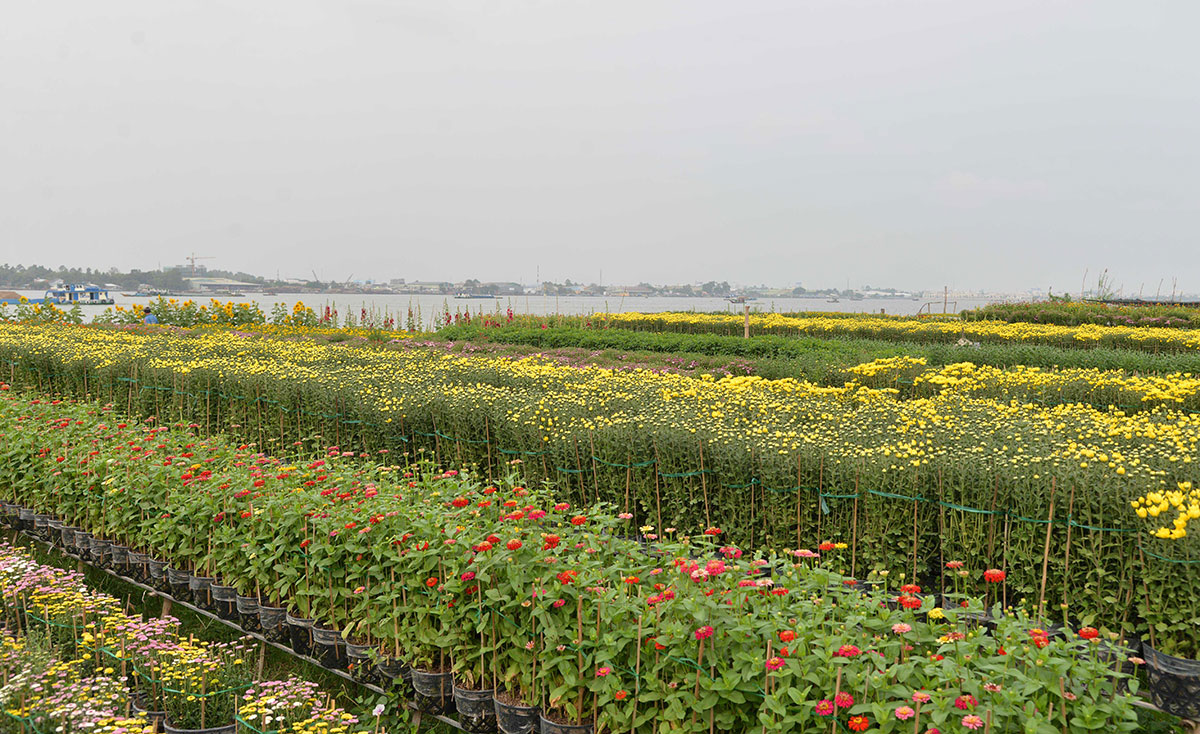 Làng hoa An Thạnh tất bật vào vụ Tết