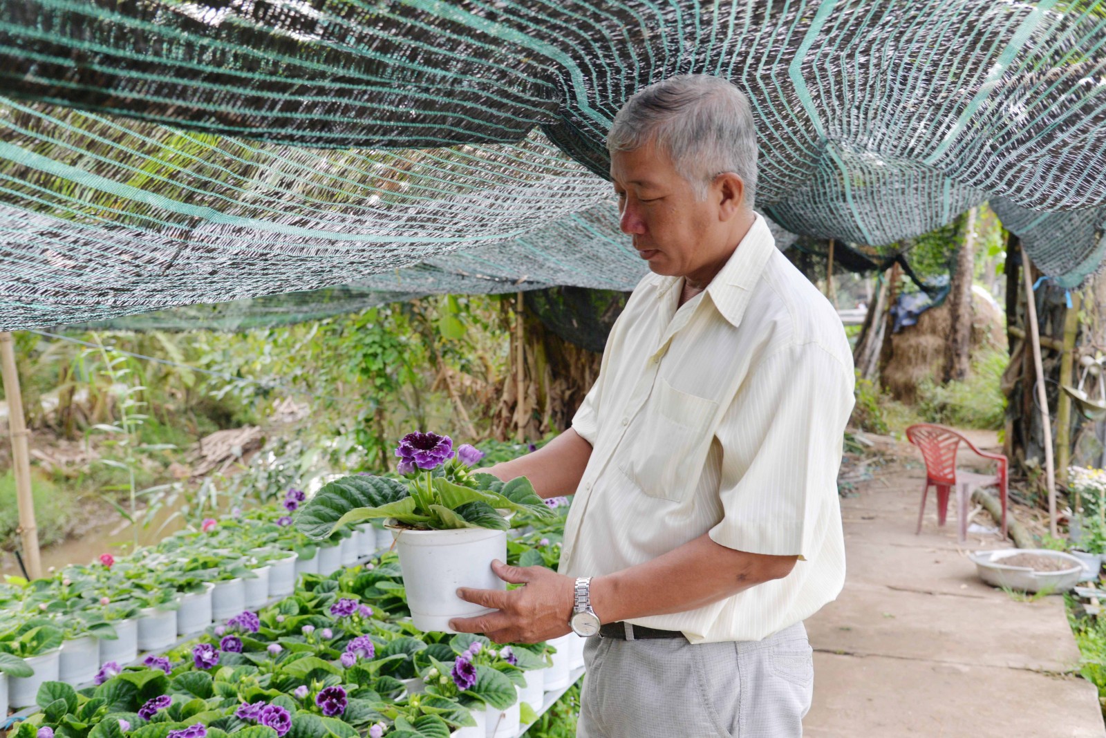Làng hoa An Thạnh tất bật vào vụ Tết