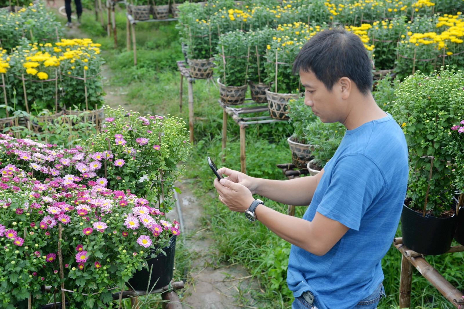 Làng hoa An Thạnh tất bật vào vụ Tết