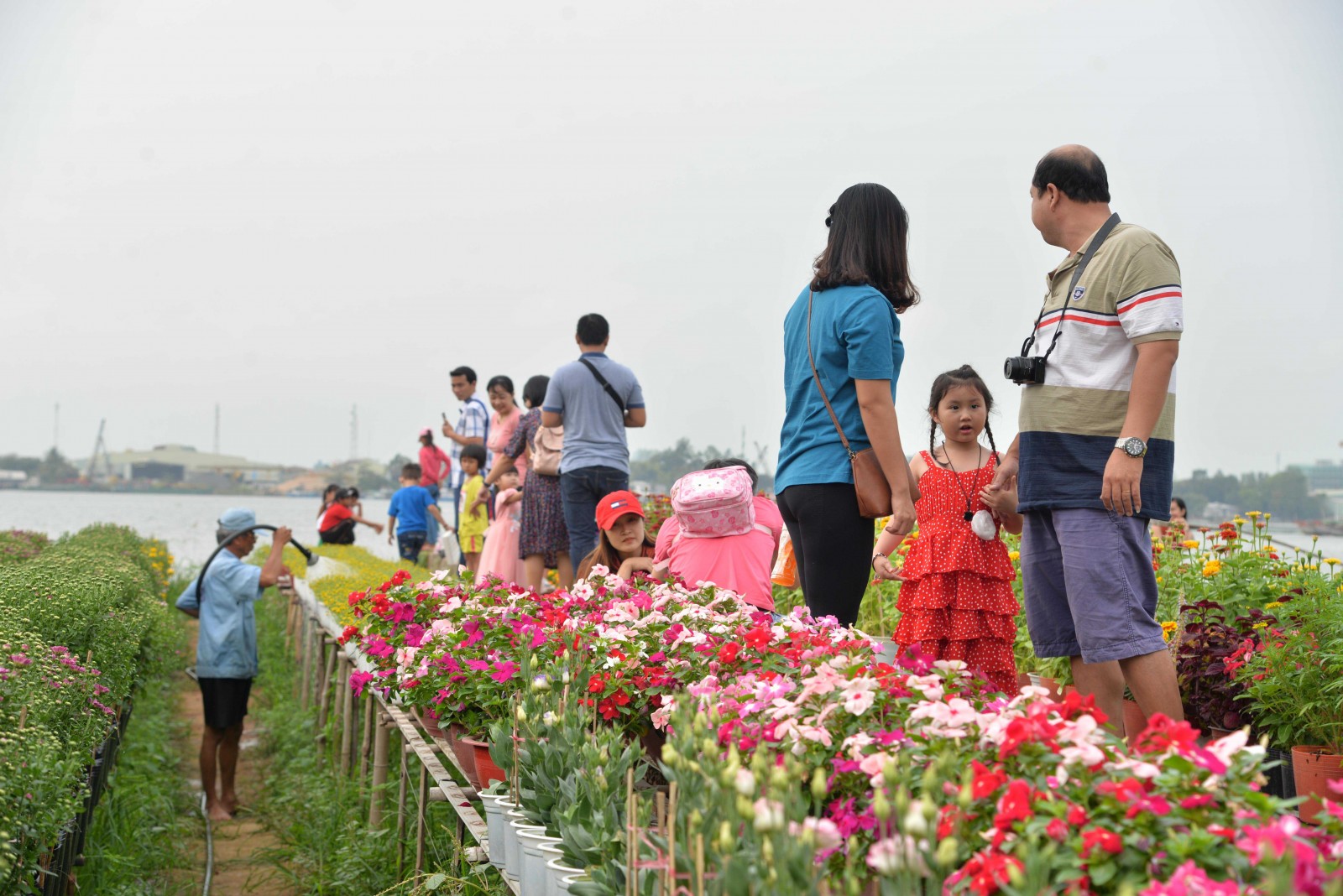 Làng hoa An Thạnh tất bật vào vụ Tết