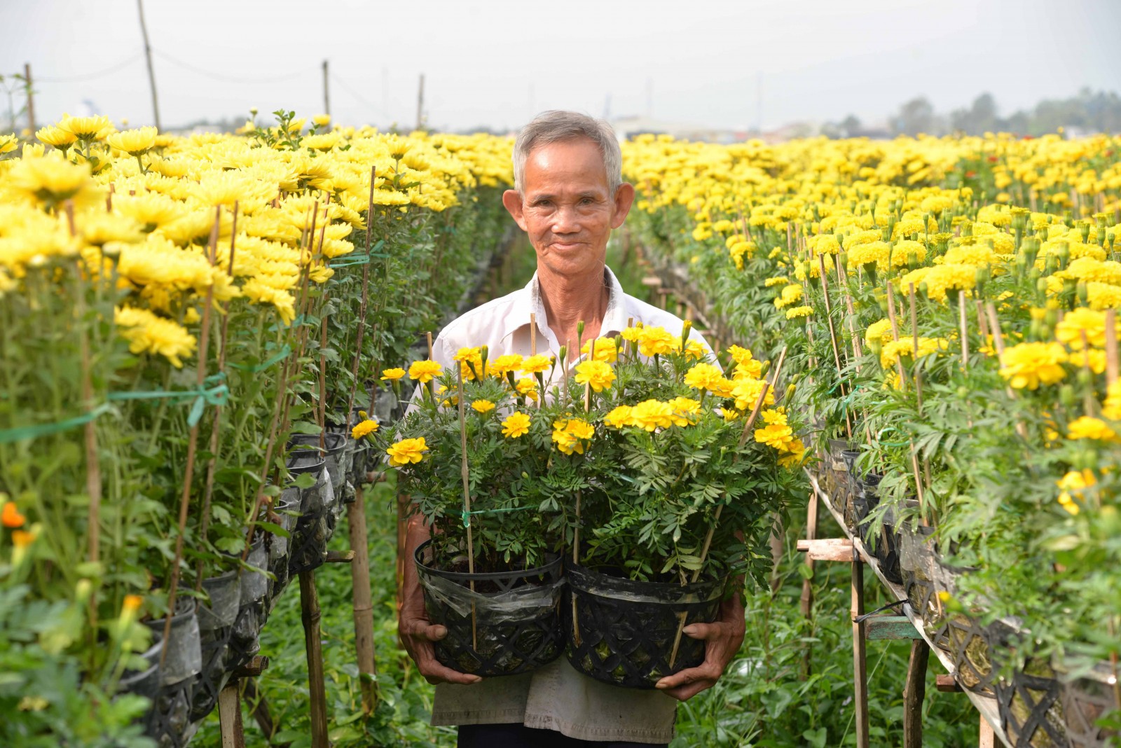 Làng hoa An Thạnh tất bật vào vụ Tết