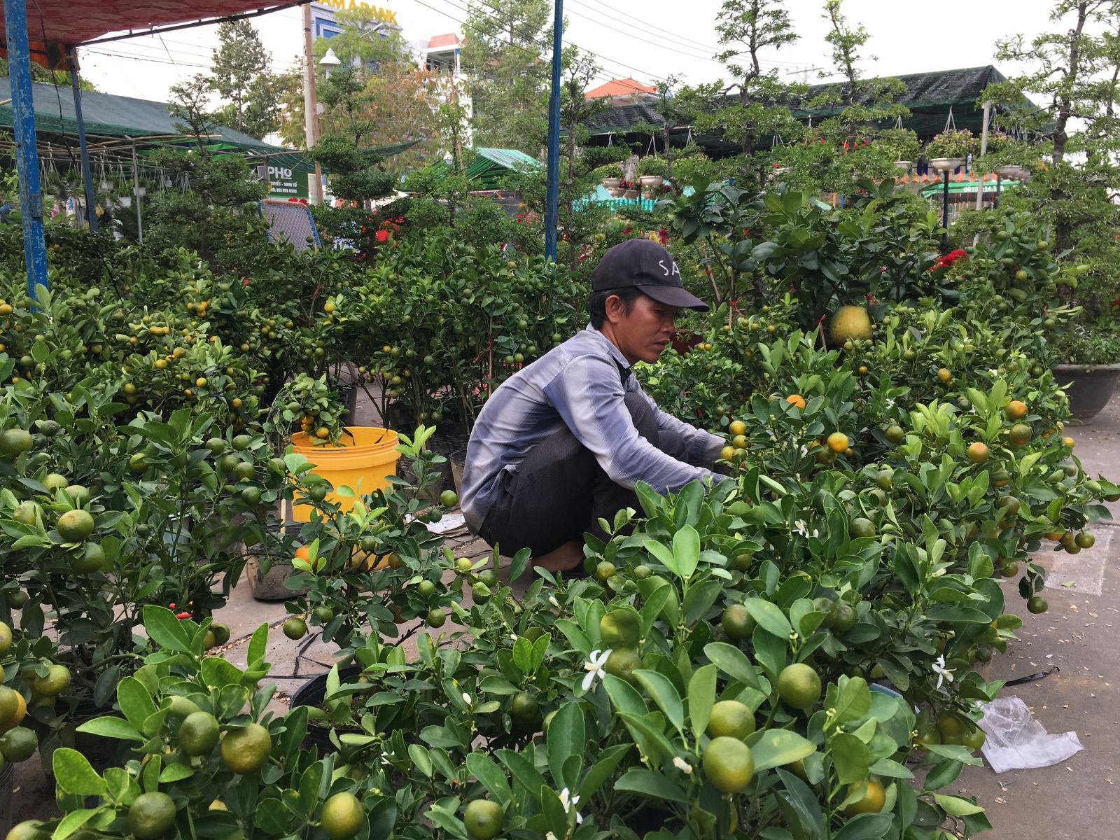 Long An: Trăm hoa khoe sắc ở chợ hoa Xuân