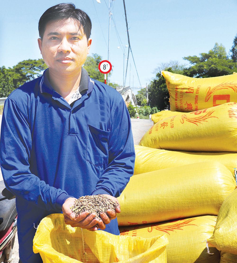 Gieo hy vọng trên những đồng lúa sạch