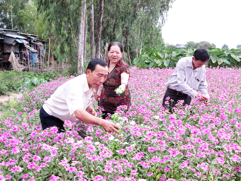 Đội quân cấy dừa cạn