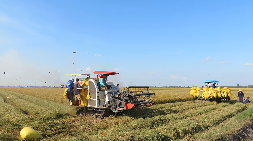 Gặt hái “quả ngọt” trên đất cù lao