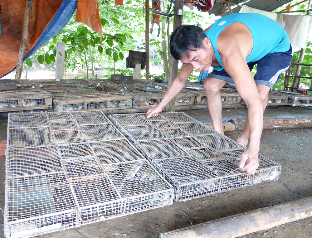 “Làng chuột” Phù Dật