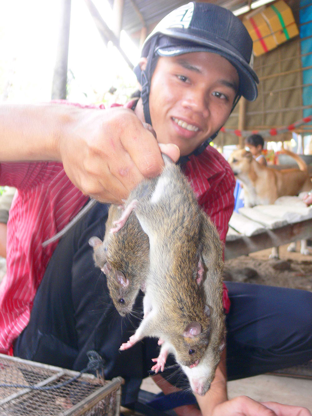 Bẫy chuột đồng xa