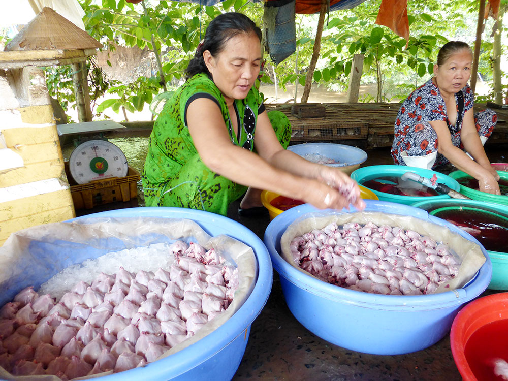 “Làng chuột” Phù Dật