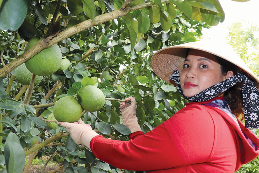 Gặt hái “quả ngọt” trên đất cù lao