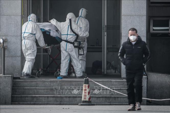 Dơi và rắn có thể là nguồn lây lan virus corona mới