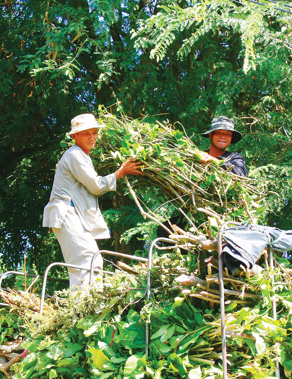 Lên non tầm dược
