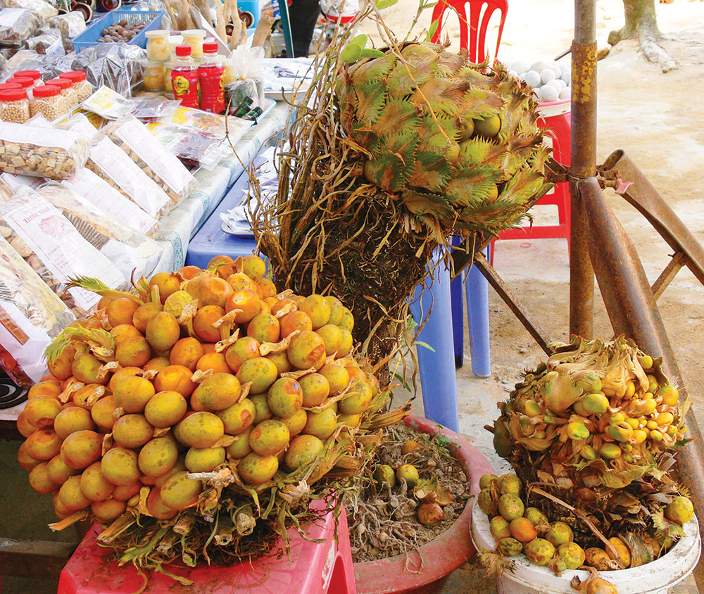 Lên non tầm dược