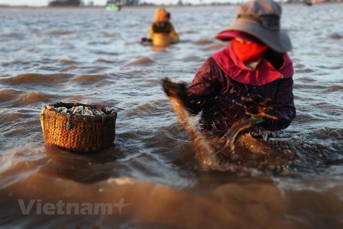 Lấp lánh ánh bình minh trên sân nghêu Thạch Lợi
