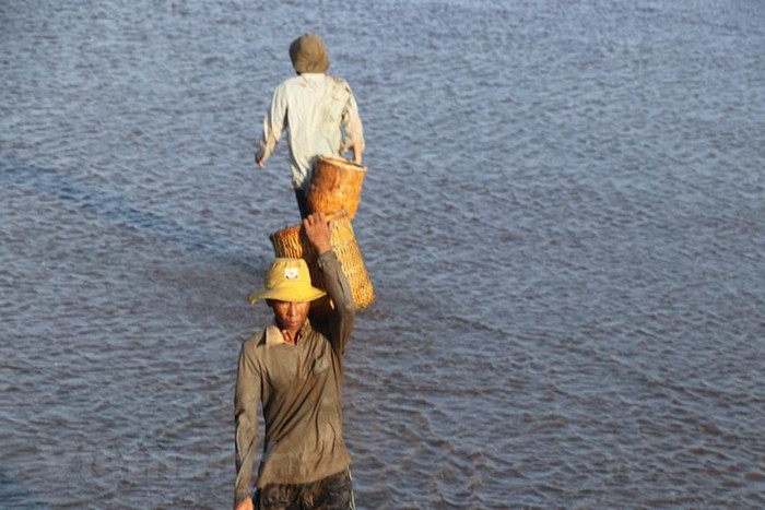 Lấp lánh ánh bình minh trên sân nghêu Thạch Lợi
