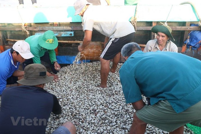 Lấp lánh ánh bình minh trên sân nghêu Thạch Lợi