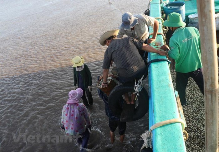 Lấp lánh ánh bình minh trên sân nghêu Thạch Lợi