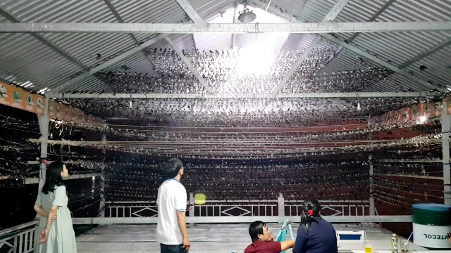 Lạ mắt ngắm đàn én hàng vạn con tại bãi cồn Long Khánh