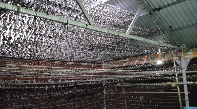Lạ mắt ngắm đàn én hàng vạn con tại bãi cồn Long Khánh