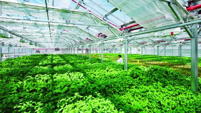 Doanh nghiệp sẽ là hạt nhân tiếp tục dẫn dắt nông nghiệp