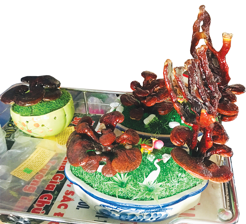 Độc đáo linh chi bon-sai