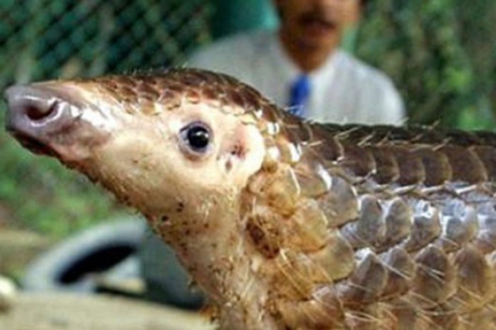 Phát hiện vật chủ trung gian mới lây truyền virus corona