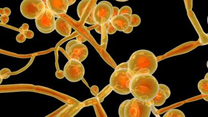 Corona và sự liên quan giữa virus với biến đổi khí hậu