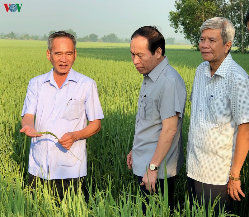 Hậu Giang: Nước mặn xâm nhập với nồng độ tăng đột biến