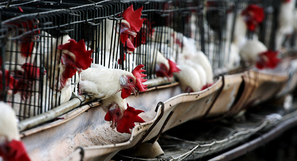 Ổ dịch cúm gia cầm H5N6 bùng phát tại Trung Quốc